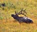 WY_ELK_8752