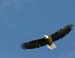 WY_Eagle_8778