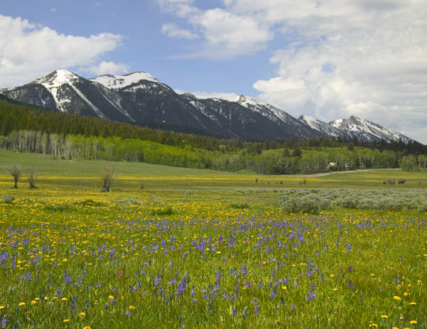 Flower&Mtns8098